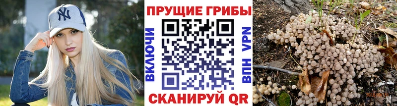 Псилоцибиновые грибы Cubensis  купить закладку  мега сайт  Катайск 